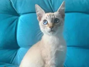 Gato raça SRD-ViraLata idade 2 a 6 meses nome Catarina