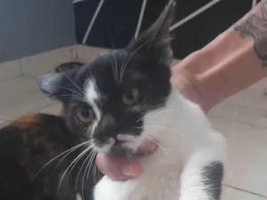 Gato raça Puro amor idade 2 a 6 meses nome Sem nome