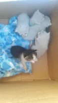 Gato raça SRD-ViraLata idade Abaixo de 2 meses nome Não tem nome