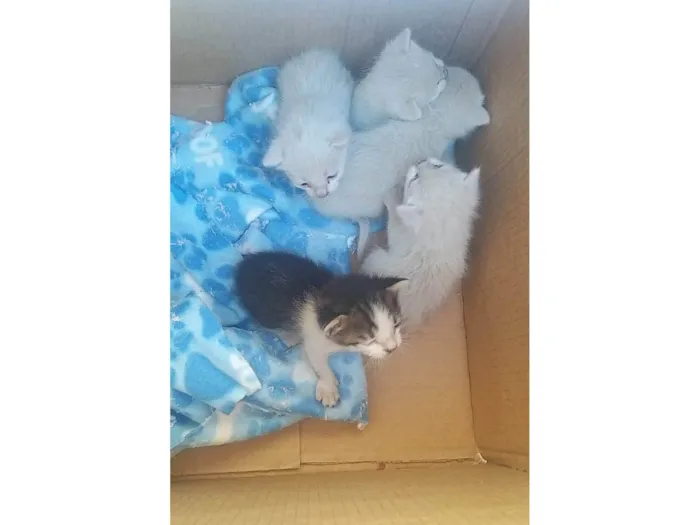 Gato raça SRD-ViraLata idade Abaixo de 2 meses nome Não tem nome