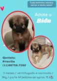 Cachorro raça SRD idade 2 a 6 meses nome Bidu