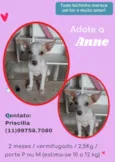 Cachorro raça SRD idade 7 a 11 meses nome Anne