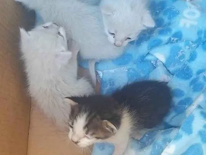 Gato raça SRD-ViraLata idade Abaixo de 2 meses nome Não tem nome