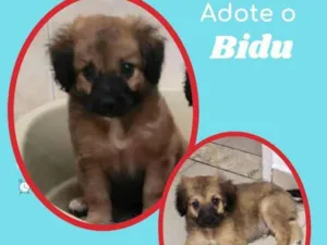 Cachorro raça SRD idade 2 a 6 meses nome Bidu