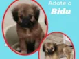 Cachorro raça SRD idade 2 a 6 meses nome Bidu