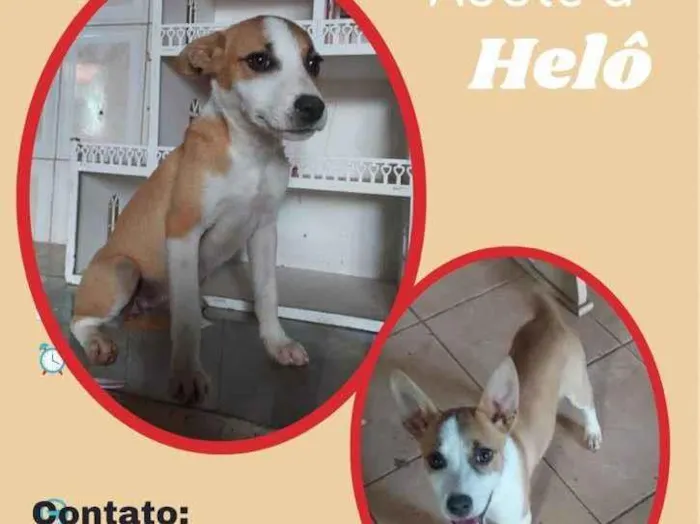 Cachorro raça SRD idade 2 a 6 meses nome Helô