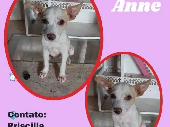 Cachorro raça SRD idade 7 a 11 meses nome Anne