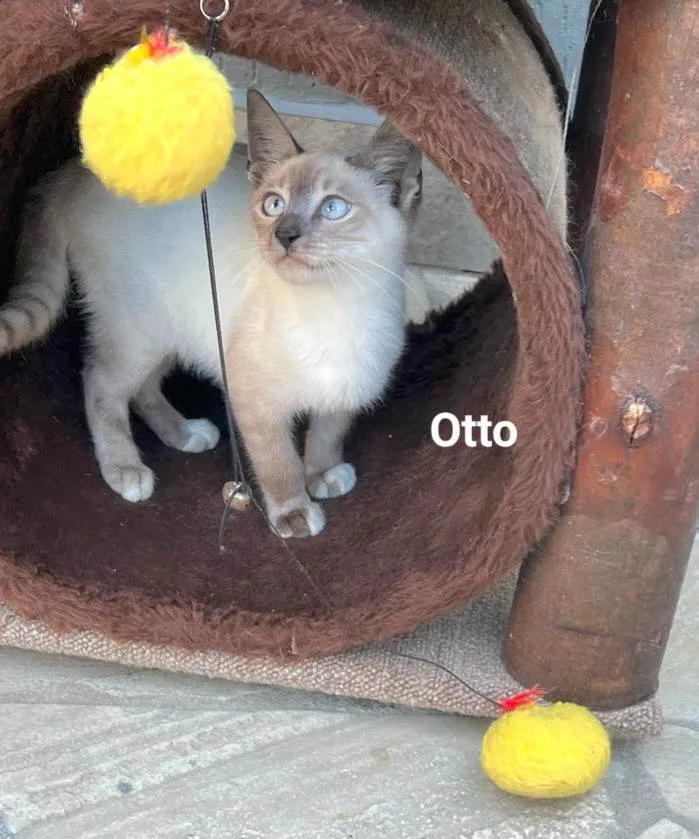 Gato raça SRD-ViraLata idade 2 a 6 meses nome Otto