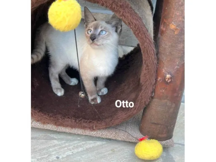 Otto
