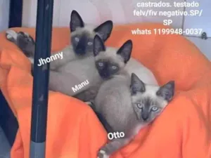 Gato raça SRD-ViraLata idade 2 a 6 meses nome Otto