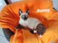 Gato raça SRD-ViraLata idade 2 a 6 meses nome Jhonny