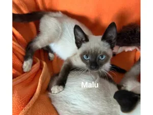 Gato raça SRD-ViraLata idade 2 a 6 meses nome Manu