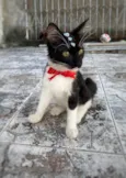 Frajolinha