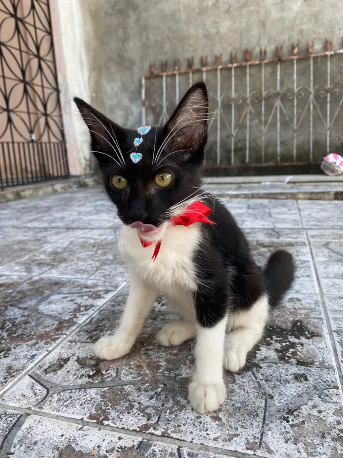 Gato ra a SRD idade 2 a 6 meses nome Frajolinha