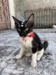 Frajolinha