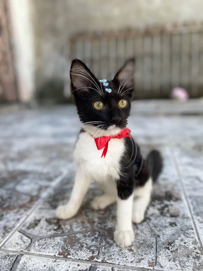 Gato ra a SRD idade 2 a 6 meses nome Frajolinha