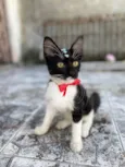 Frajolinha