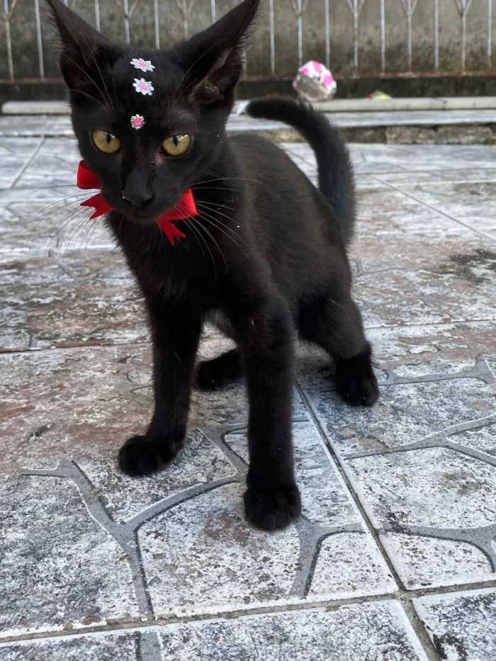 Gato ra a Srd idade 2 a 6 meses nome Blackzinha