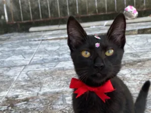 Gato raça Srd idade 2 a 6 meses nome Blackzinha