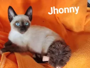Gato raça SRD-ViraLata idade 2 a 6 meses nome Jhonny