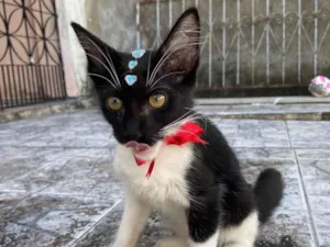 Gato raça SRD idade 2 a 6 meses nome Frajolinha