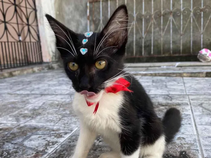 Gato ra a SRD idade 2 a 6 meses nome Frajolinha