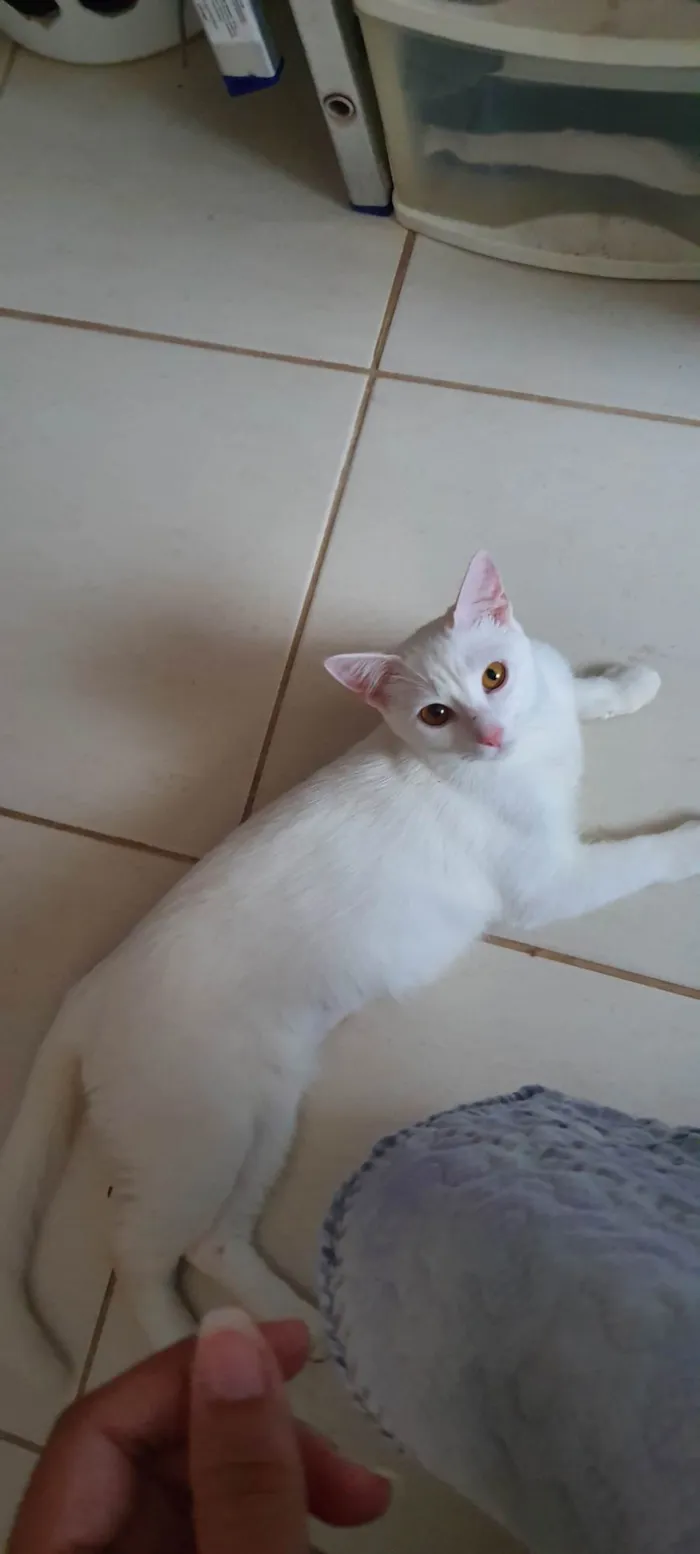 Gato ra a Raça não definida idade 1 ano nome Amy