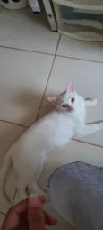 Amy