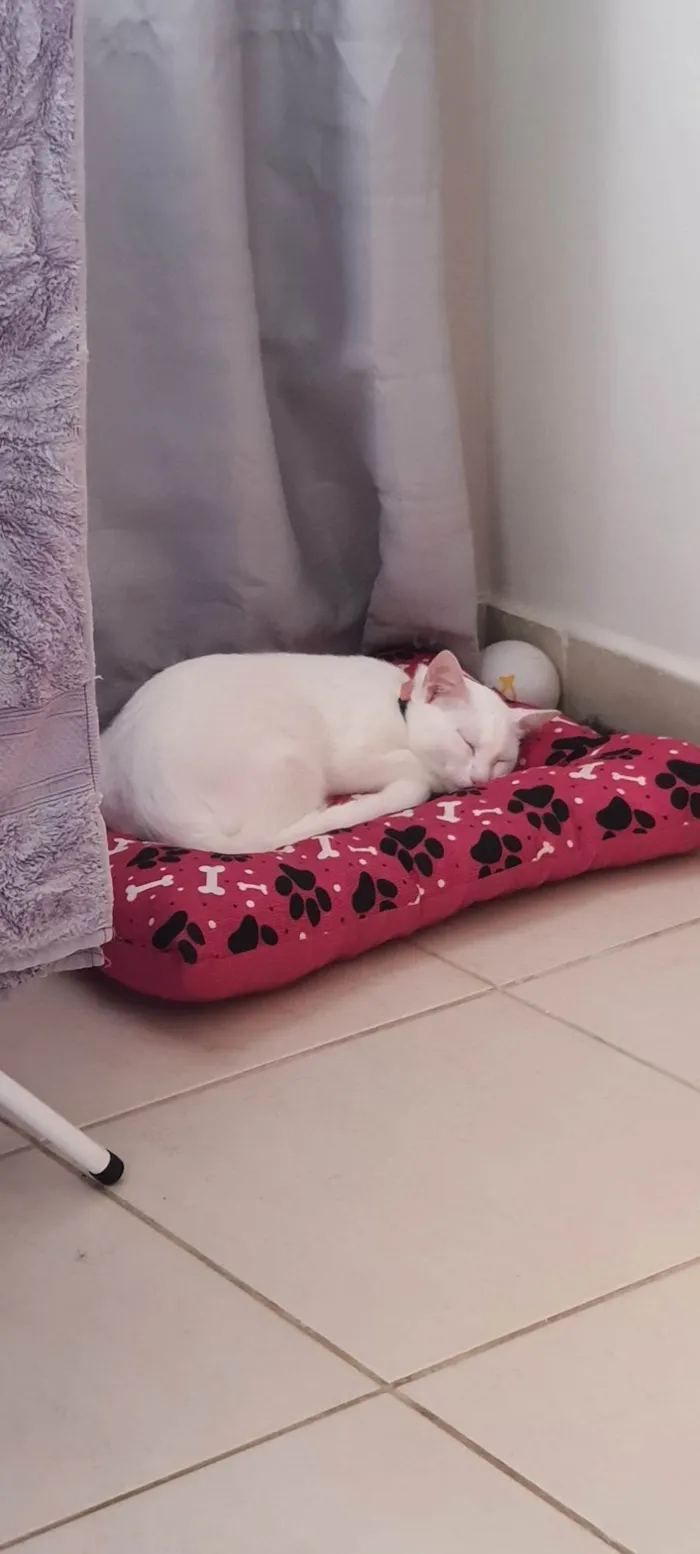 Gato ra a Raça não definida idade 1 ano nome Amy