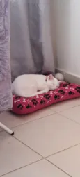 Amy