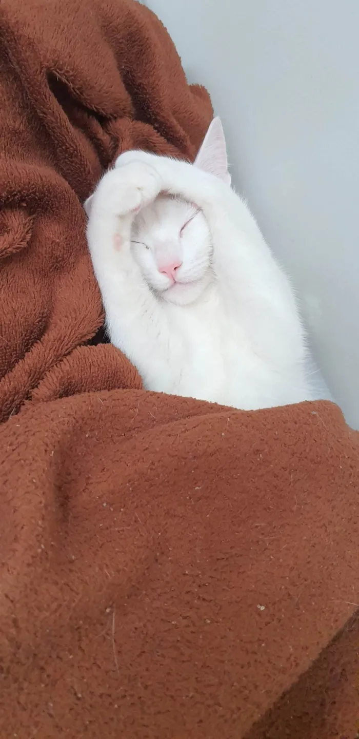 Gato ra a Raça não definida idade 1 ano nome Amy