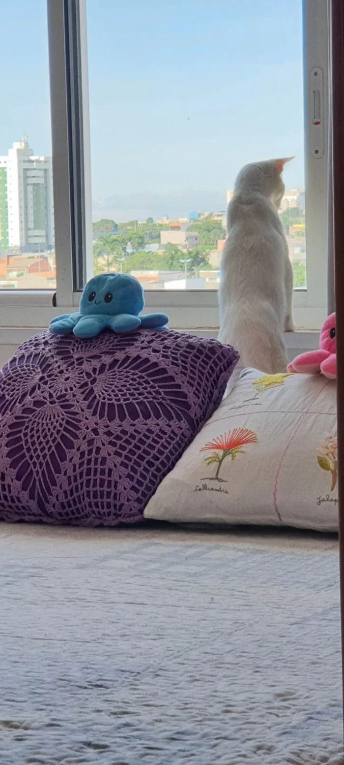 Gato ra a Raça não definida idade 1 ano nome Amy