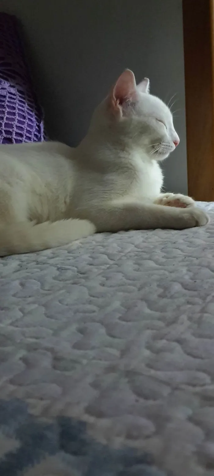 Gato ra a Raça não definida idade 1 ano nome Amy