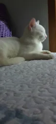 Amy
