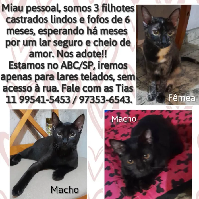 Gato ra a Srd idade 2 a 6 meses nome Filhotes