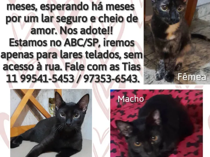 Gato ra a Srd idade 2 a 6 meses nome Filhotes
