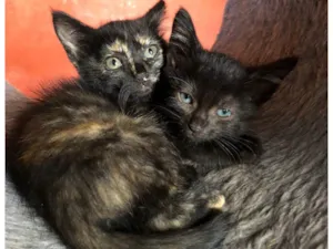 Gato raça Escaminhas idade Abaixo de 2 meses nome Nina e Tina