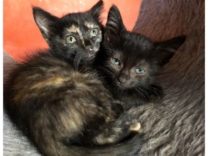 Gato raça Escaminhas idade Abaixo de 2 meses nome Nina e Tina