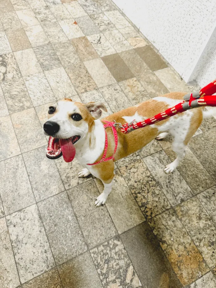 Cachorro ra a SRD-ViraLata idade 7 a 11 meses nome Catarina 