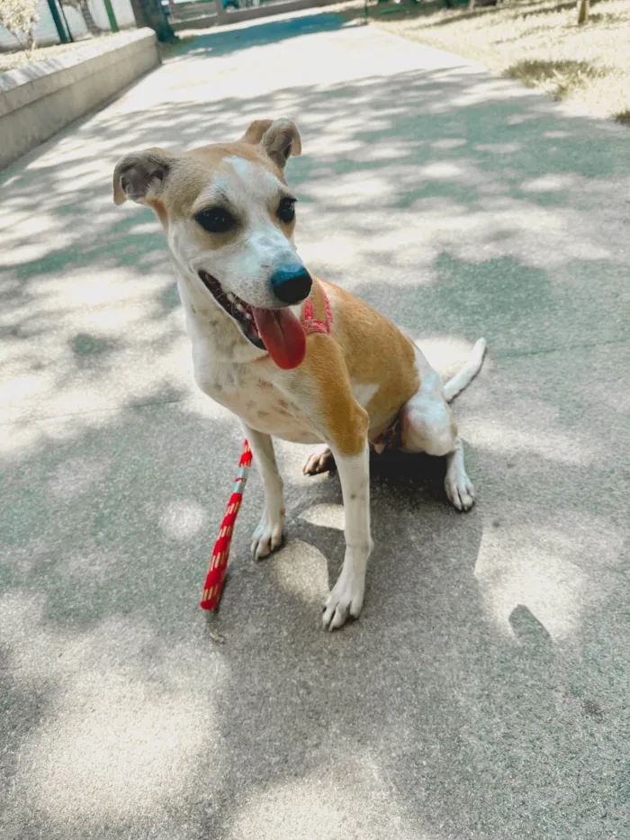 Cachorro ra a SRD-ViraLata idade 7 a 11 meses nome Catarina 