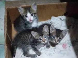 Gato raça SRD-ViraLata idade 2 a 6 meses nome Irmãozinhos 