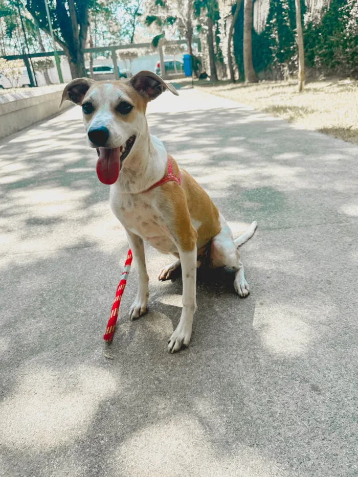 Cachorro ra a SRD-ViraLata idade 7 a 11 meses nome Catarina 