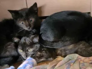 Gato raça Srd idade 2 a 6 meses nome Filhotes