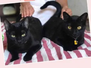 Gato raça Srd idade 1 ano nome Chico e Bento