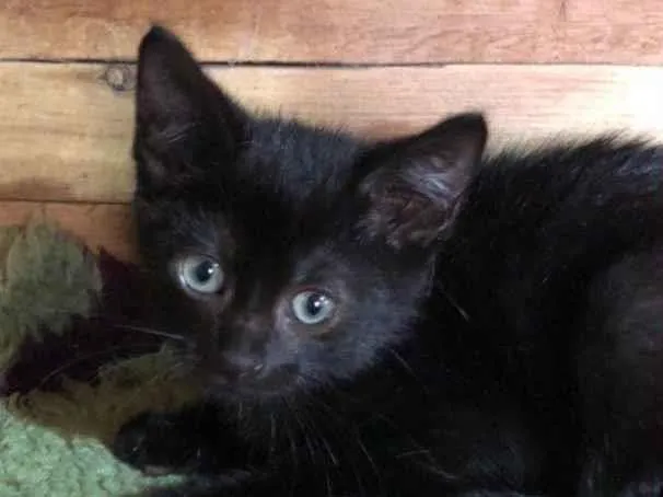 Gato raça Ebony idade Abaixo de 2 meses nome Dudu
