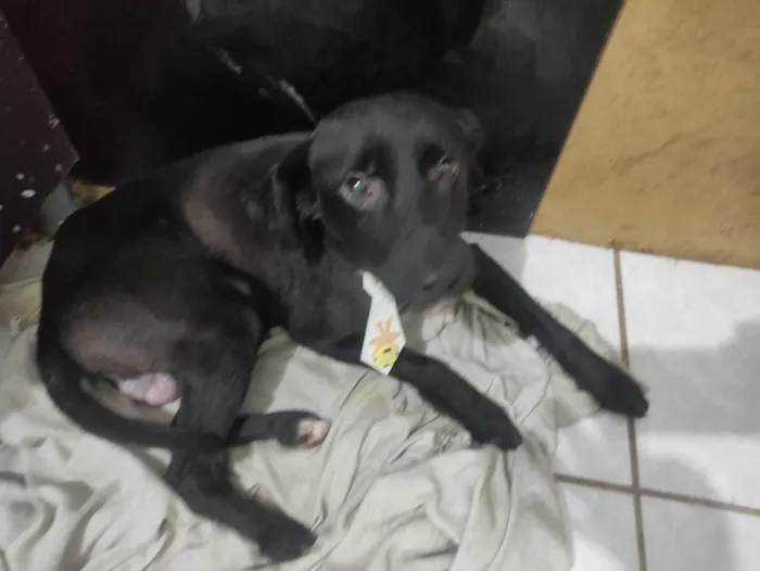 Cachorro ra a SRD-ViraLata idade 1 ano nome Bil