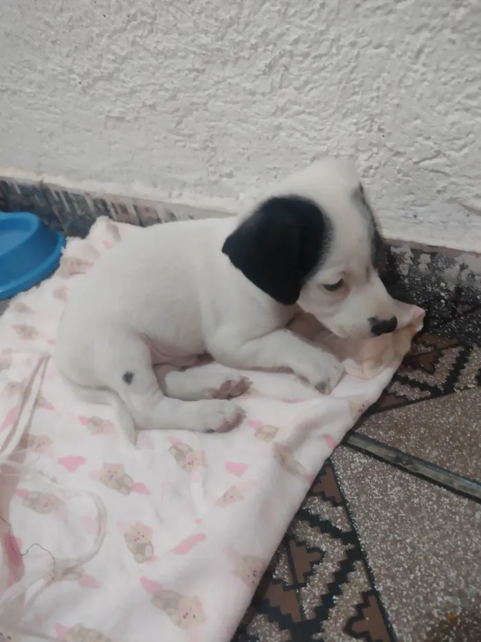Cachorro ra a Sem raça definida  idade Abaixo de 2 meses nome Marshal