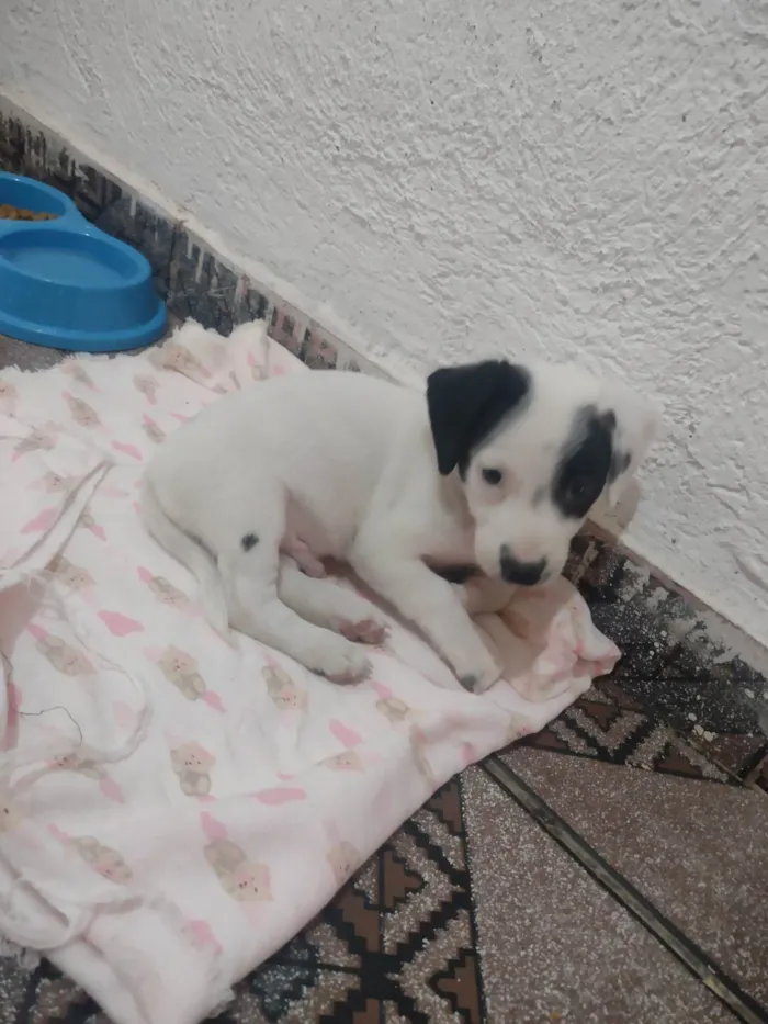 Cachorro ra a Sem raça definida  idade Abaixo de 2 meses nome Marshal