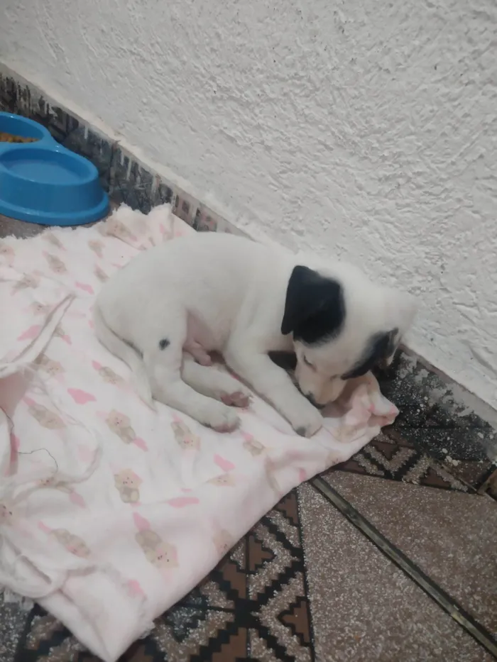 Cachorro ra a Sem raça definida  idade Abaixo de 2 meses nome Marshal