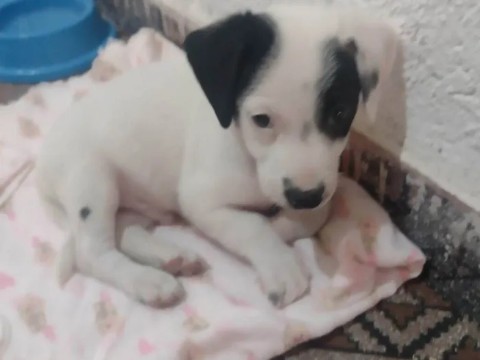 Cachorro ra a Sem raça definida  idade Abaixo de 2 meses nome Marshal